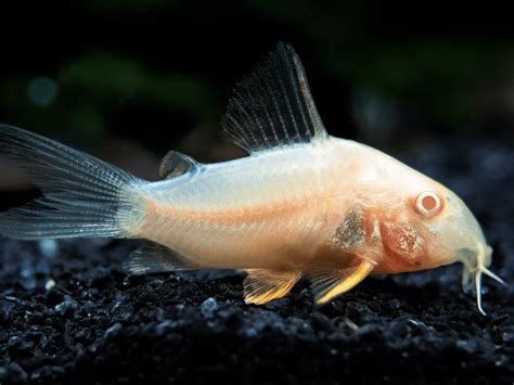 cory fish|Care Guide for Cory Catfish .